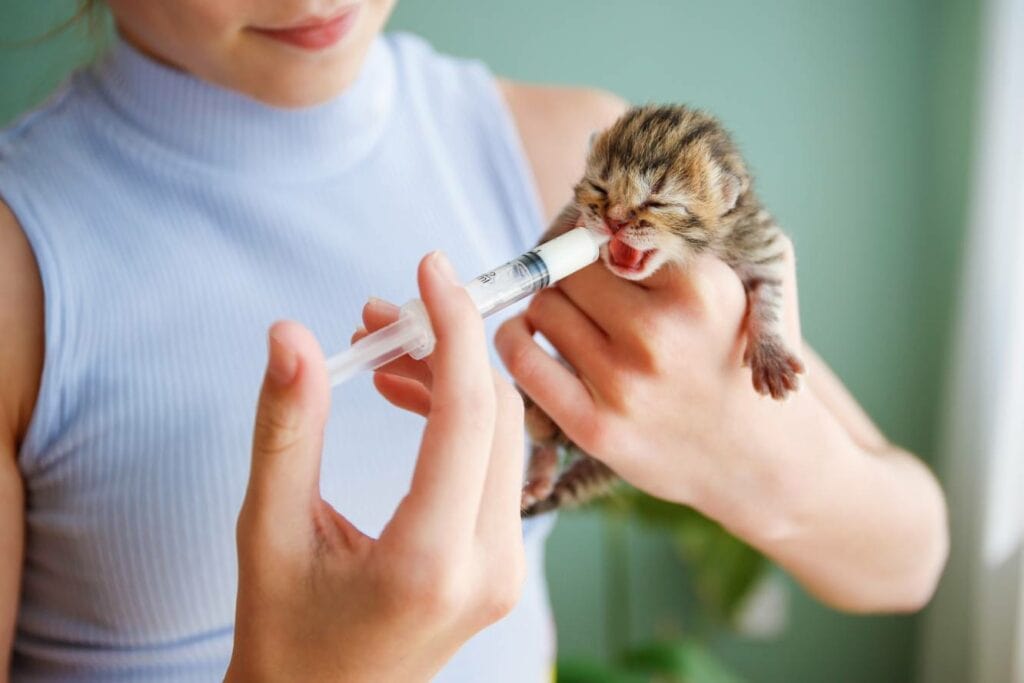 Syringe Feed a Kitten