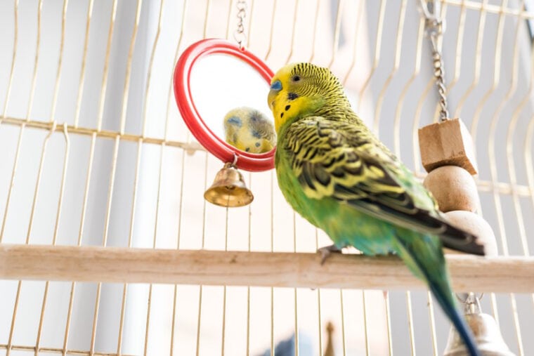Do Parakeets Like Mirrors? Facts & Care Tips Hepper