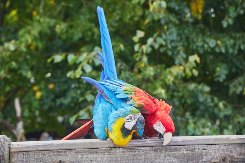 parrots mating on the fence