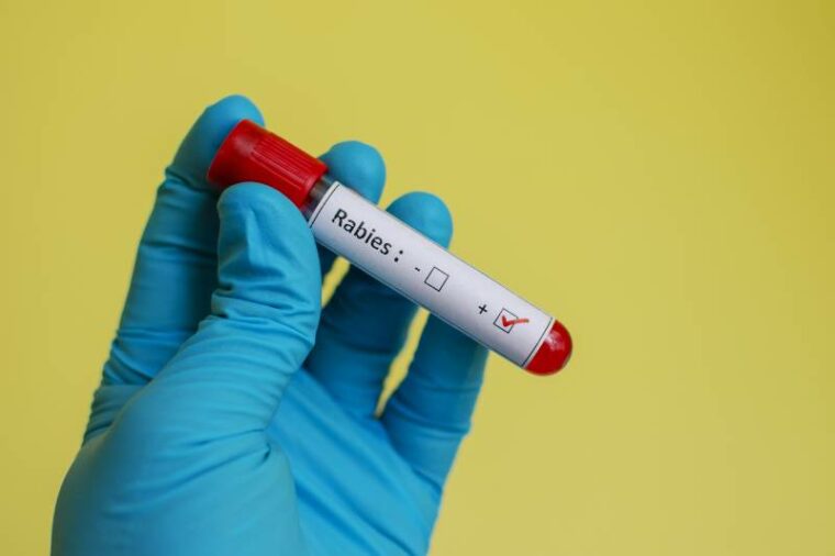 Can Guinea Pigs Get Rabies? (Vet Answer) Hepper