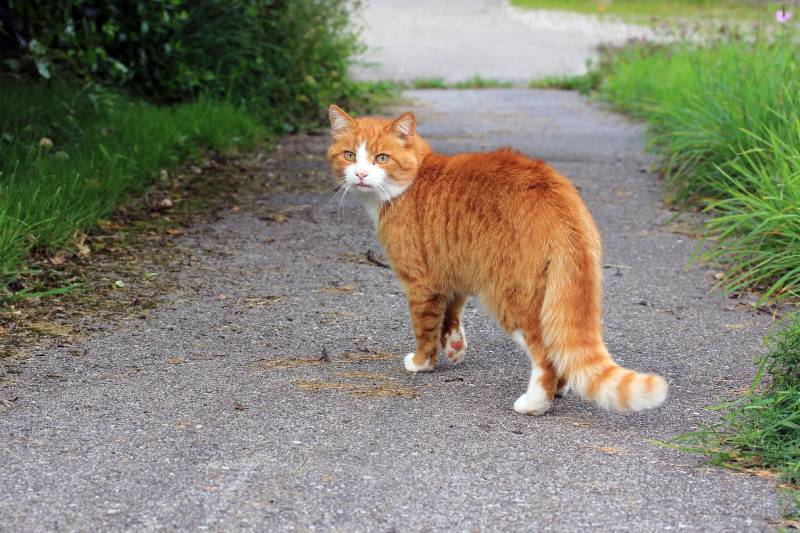 red cat on the street