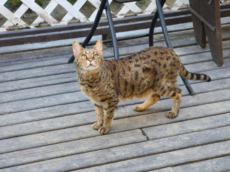 11 Surprising Savannah Cat Facts Hepper