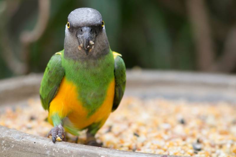 senegal parrot eating seeds on bird feeder