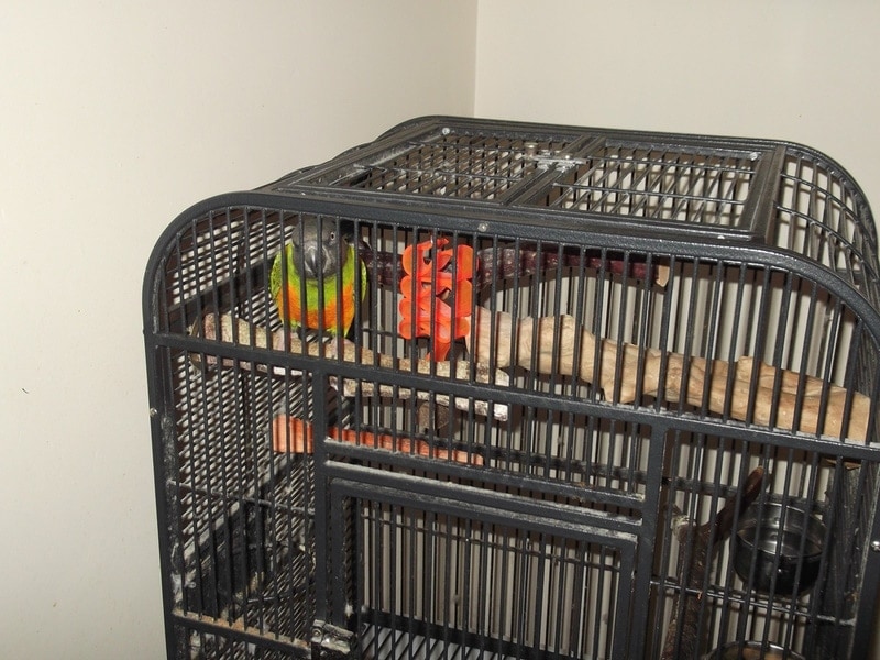 senegal-parrot-info-care-diet-pictures-more-hepper