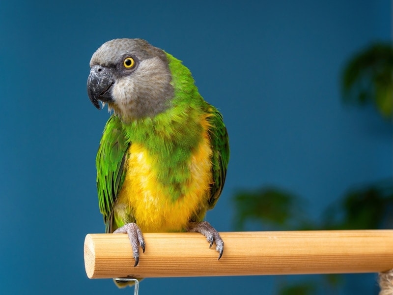 senegal parrot perching