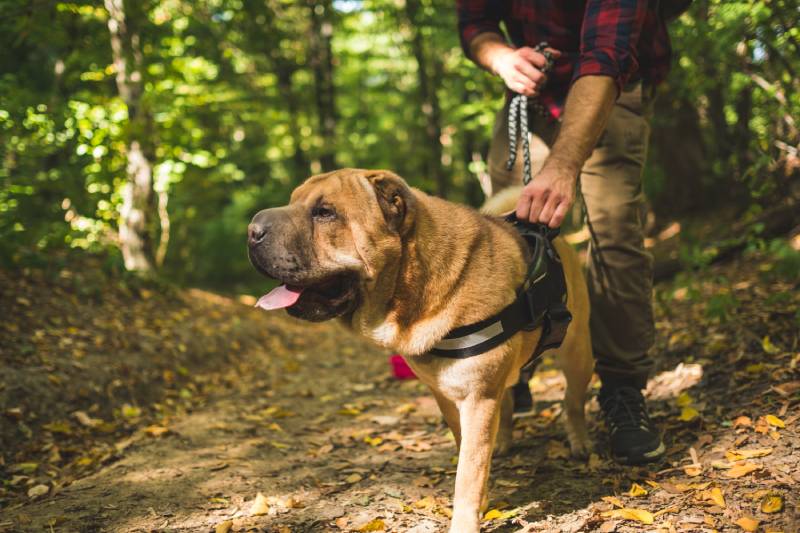 shar pei dog with owner walking outdoors
