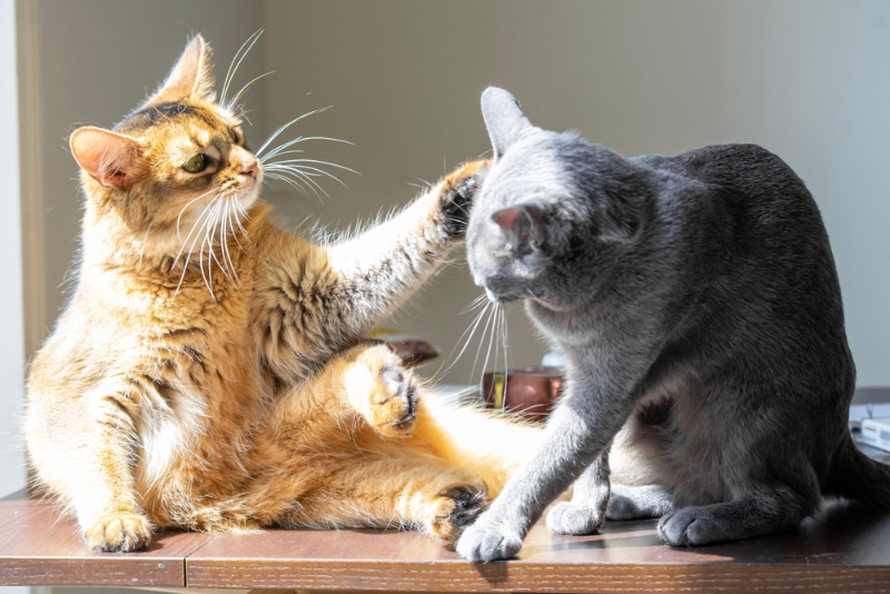 somali cat pawing a korat cat