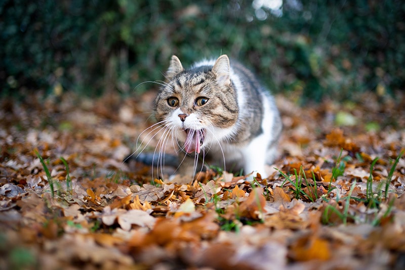tabby british shorthair cat throwing up