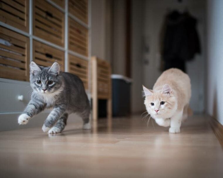 Kitten Development In The First 12 Months Vet Approved Feline Growth Kitten Development In The First 12 Months Vet Approved Feline Growth