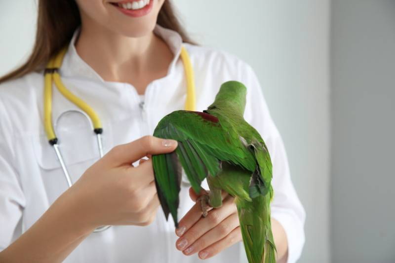 vet examining parakeet