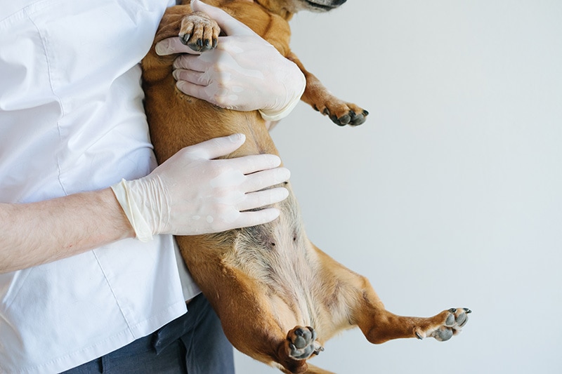 veterinarian carrying a dog and touching its belly