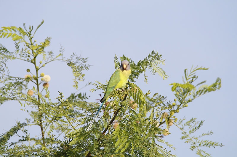 view of blossom headed parakeet