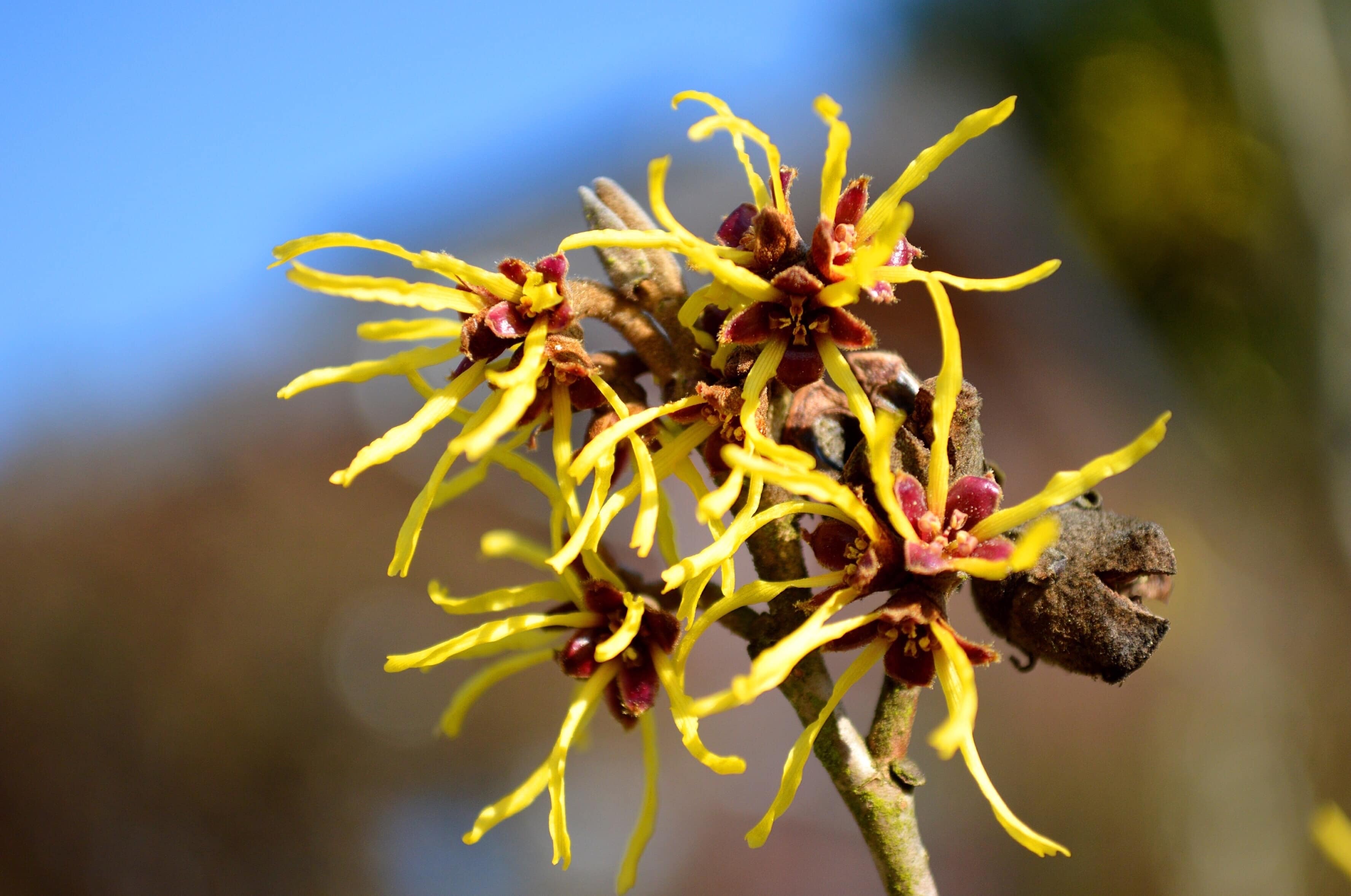 witch hazel blossoming