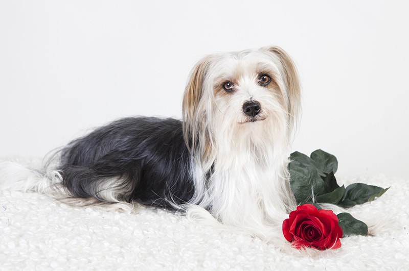 yorkie apso mix dog with red rose