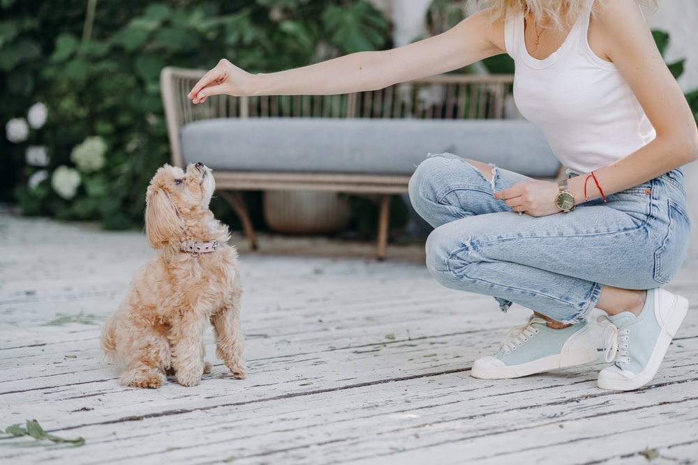 young girl treats a maltipoo dog in the park