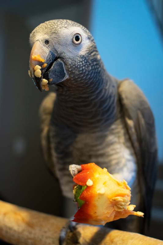 Can Parrots Eat Bell Peppers? Vet Reviewed Facts & Safety Tips Hepper