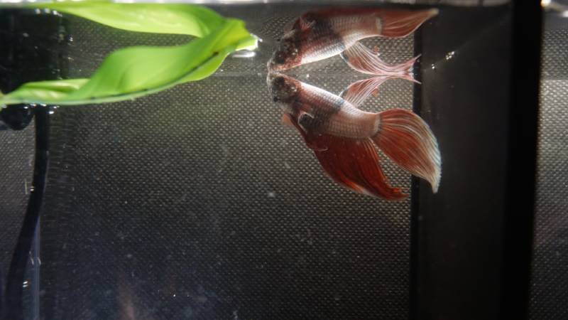 Betta Fish eating inside the aquarium