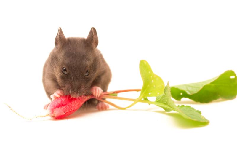 Black syrian hamster eating radish isolated on white