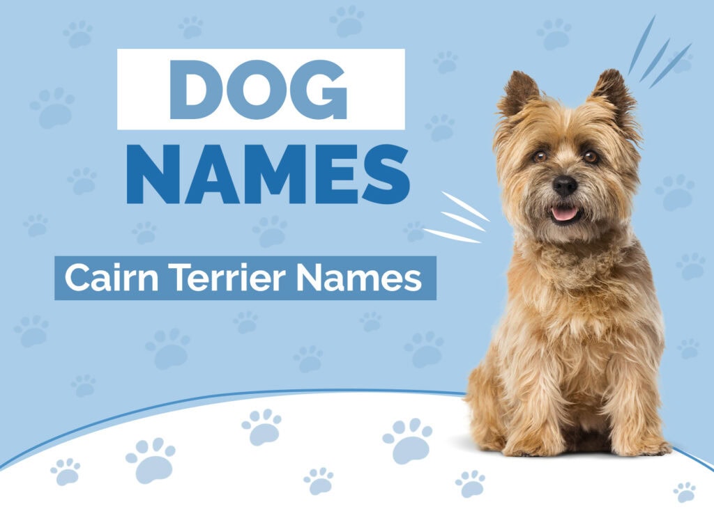 Cairn Terrier Names