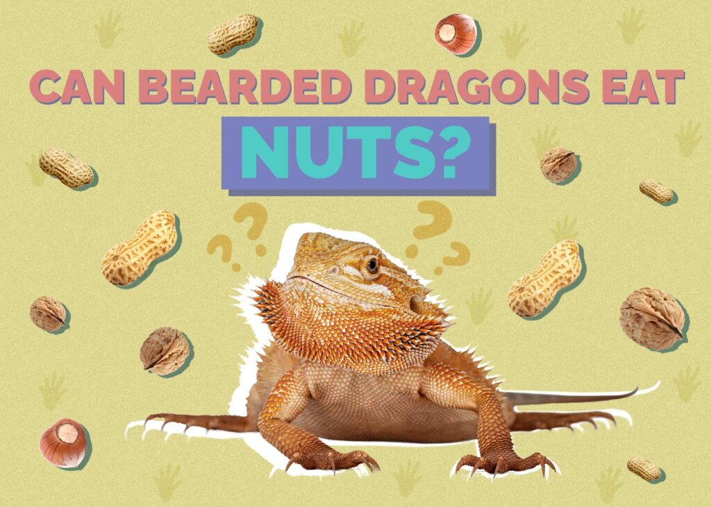Can Bearded Dragons Eat Nuts