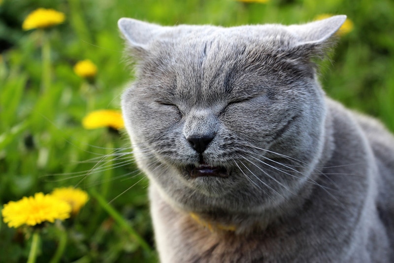 Reverse Sneezing in Cats Causes & What to Do (Vet Reply) LiliPetCare
