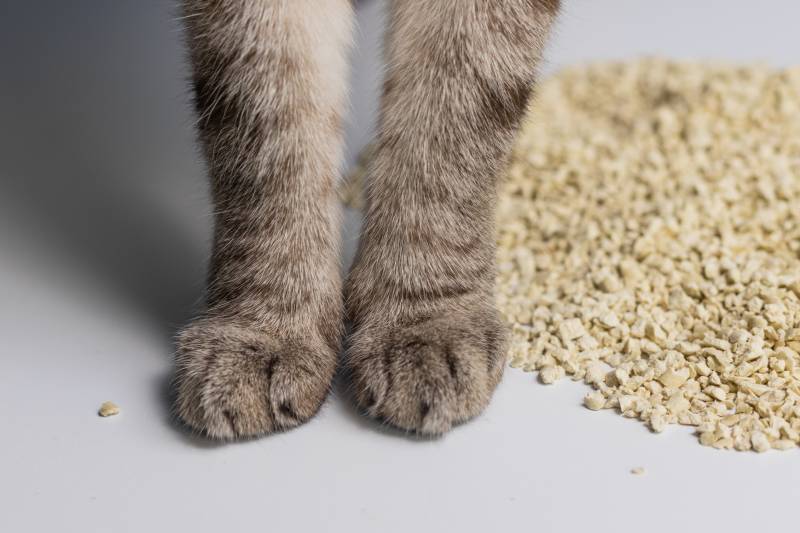 Cat litter with cat paws