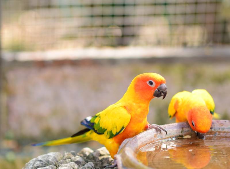 Conure parrots are drinking water