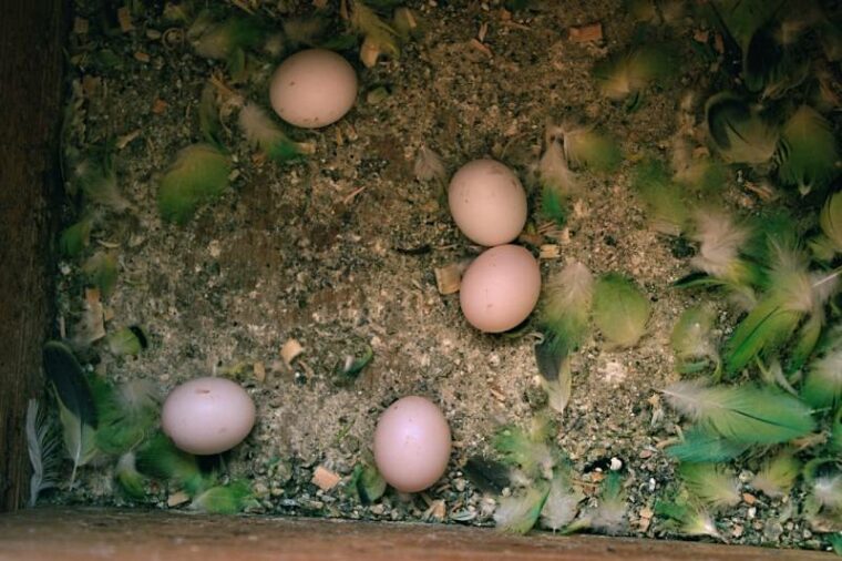 Why Is My Parakeet Panting? 7 VetVerified Reasons Hepper