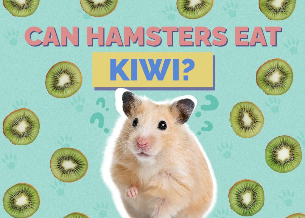 Can Hamsters Eat Kiwi