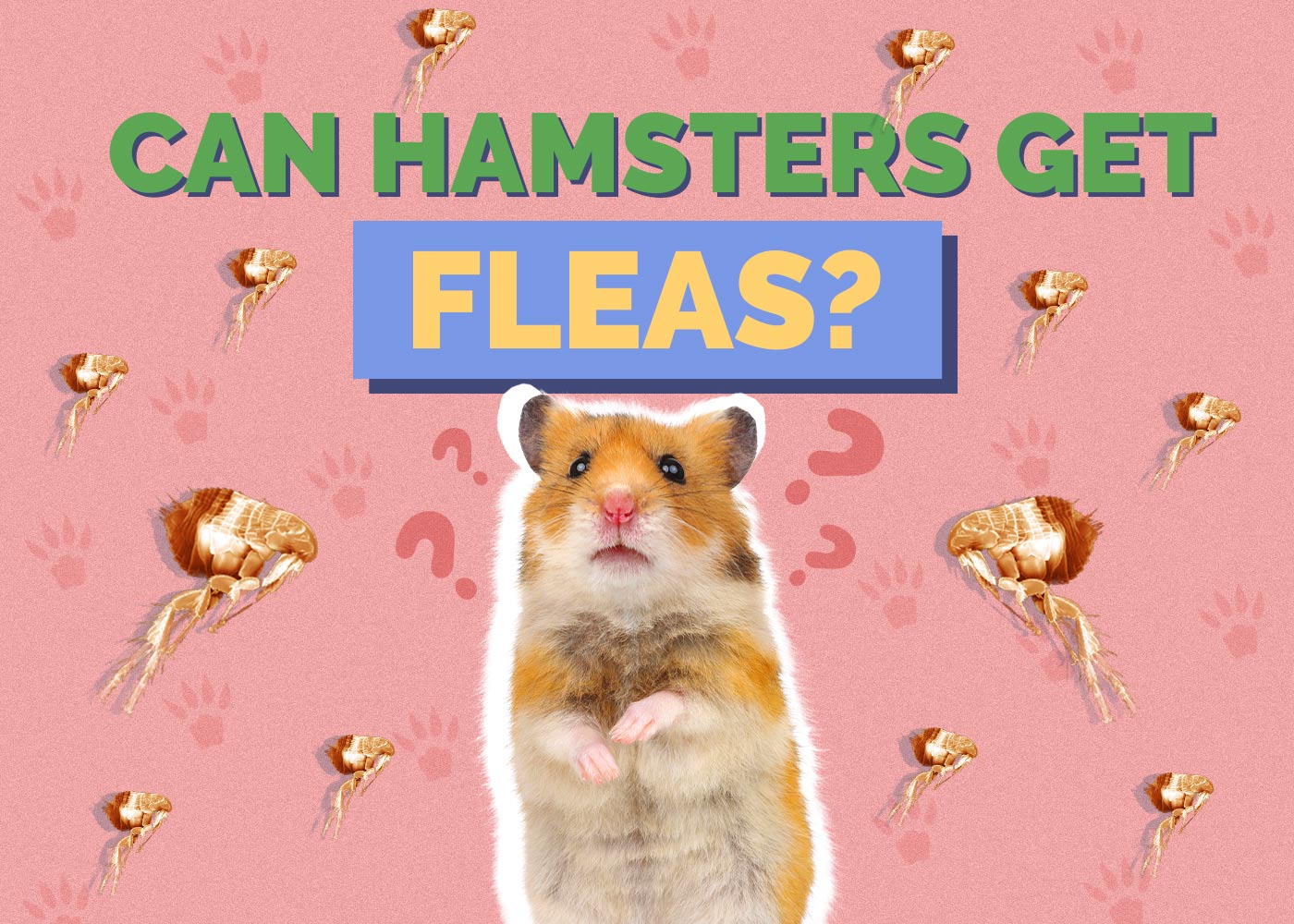 Can Hamsters Get Fleas