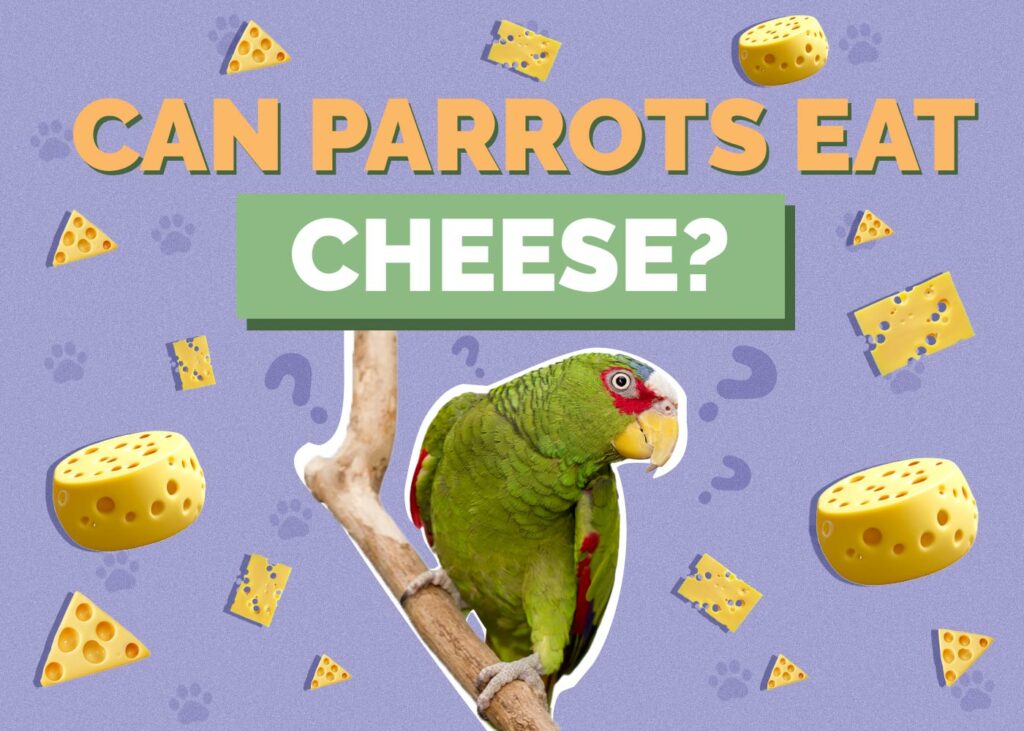 Can Parrots Eat Cheese