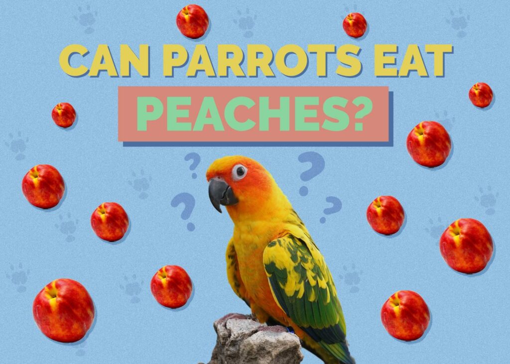 Can Parrots Eat Peaches