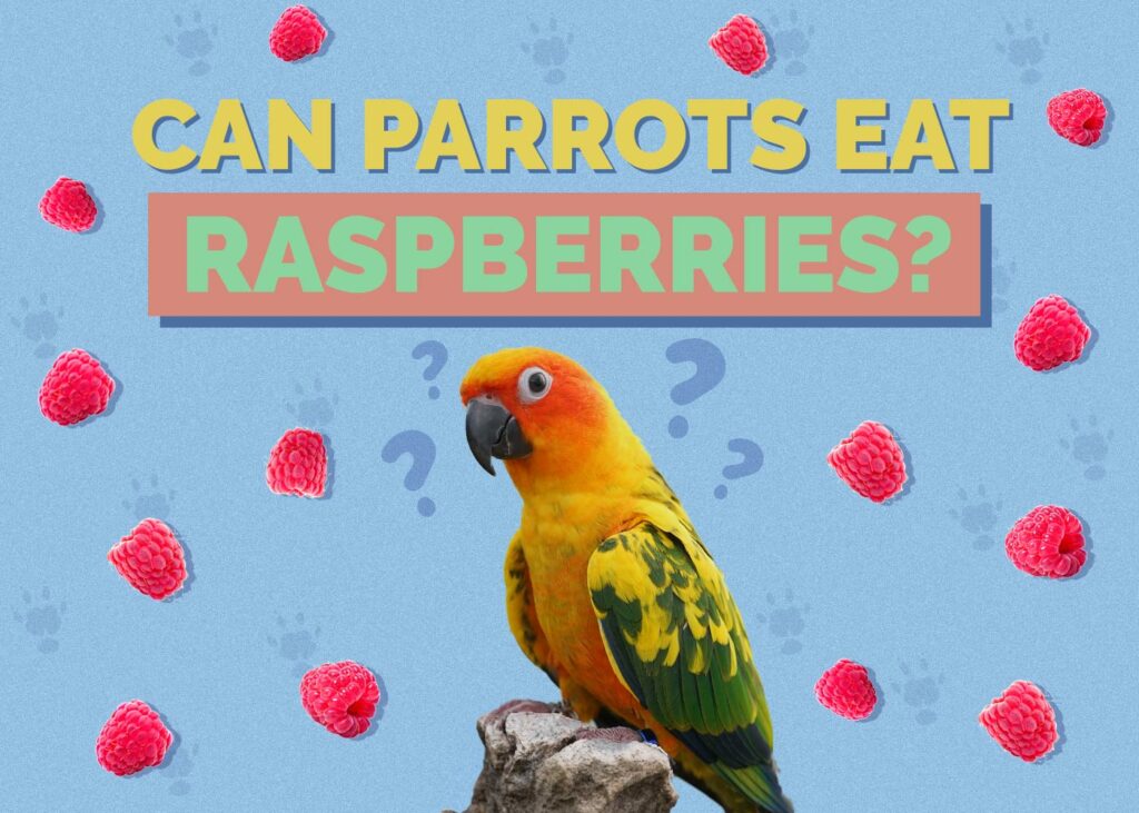 Can Parrots Eat Raspberries