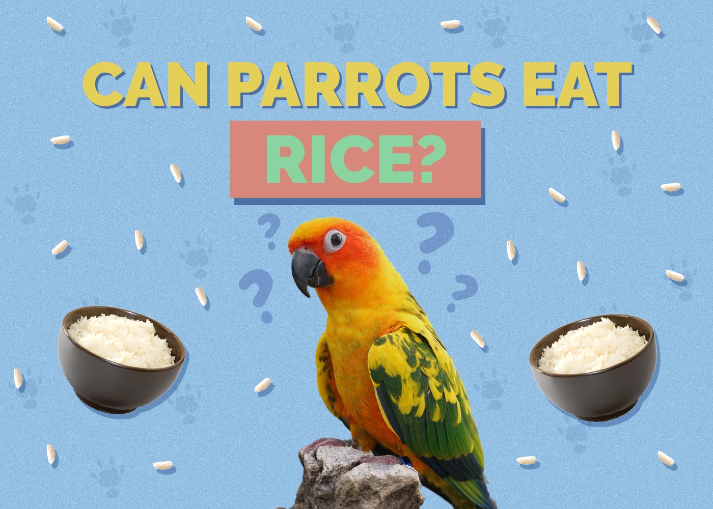 Can Parrots Eat Rice? Vet Approved Facts & FAQ Hepper