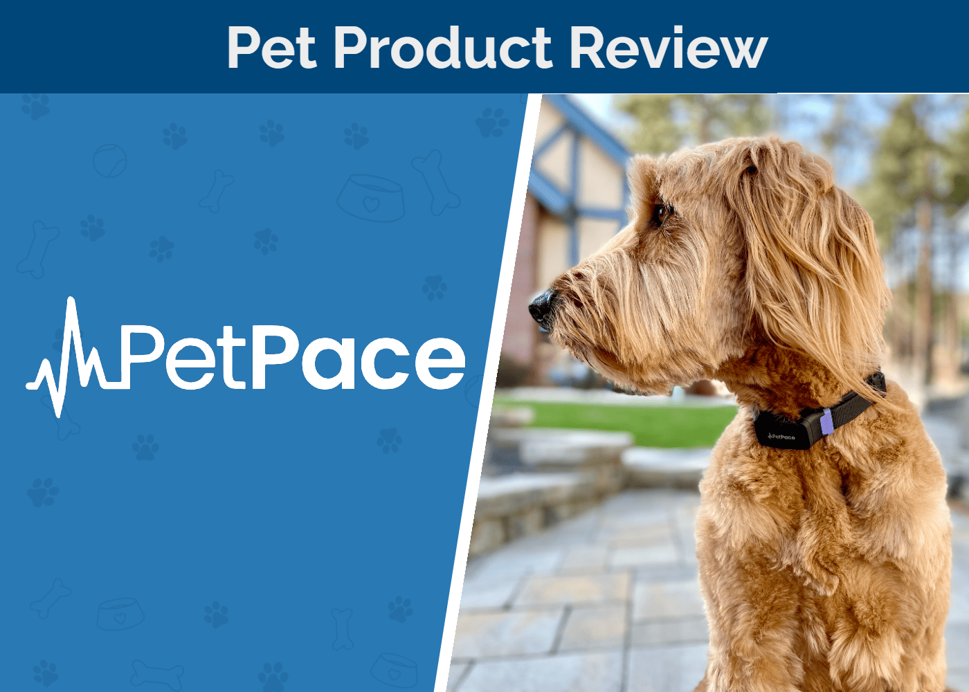 Hepper_SAPR_PetPace Smart Collar Review
