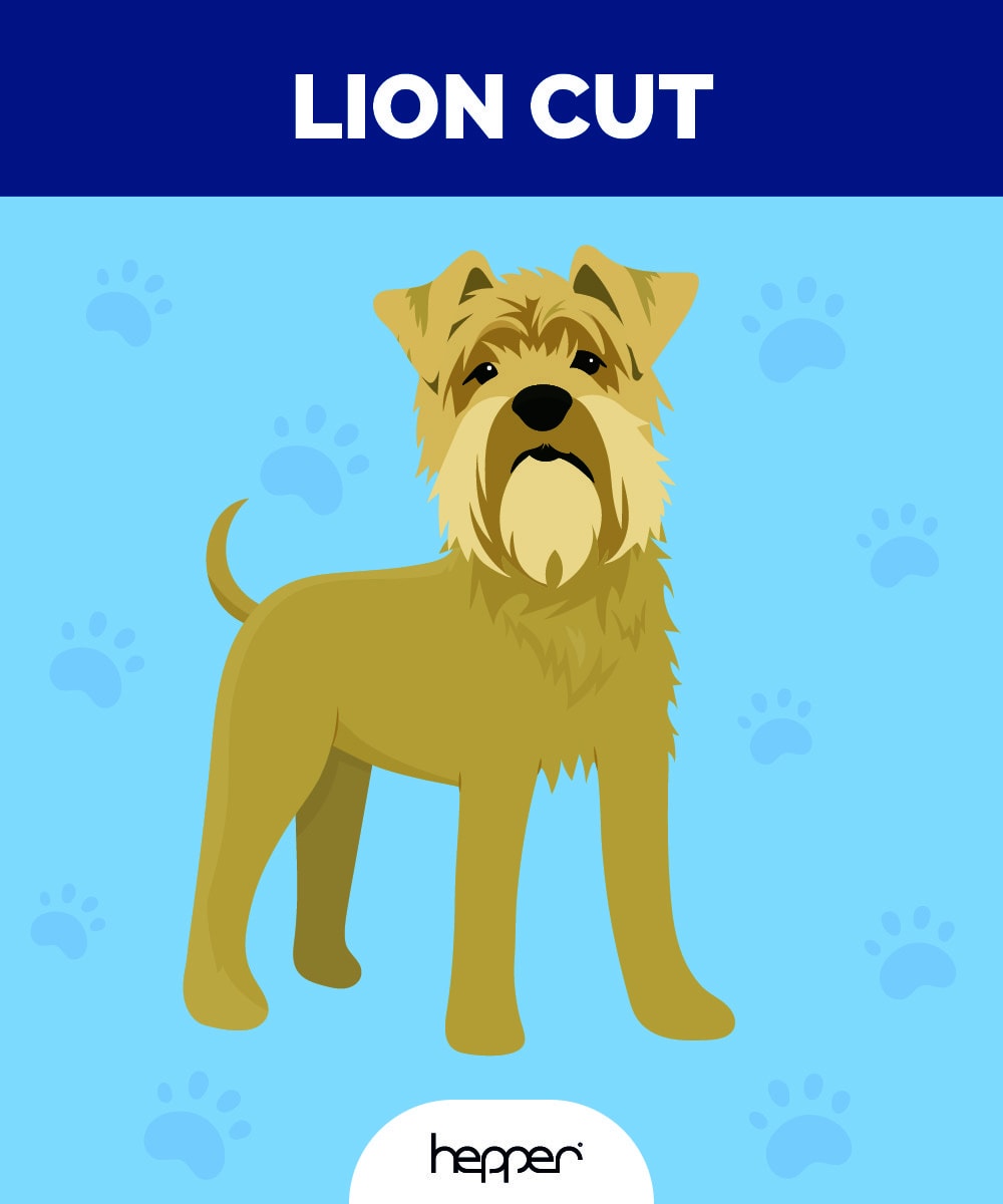 Hepper_Wheaten Terrier Haircut Illustrations__Lion Cut