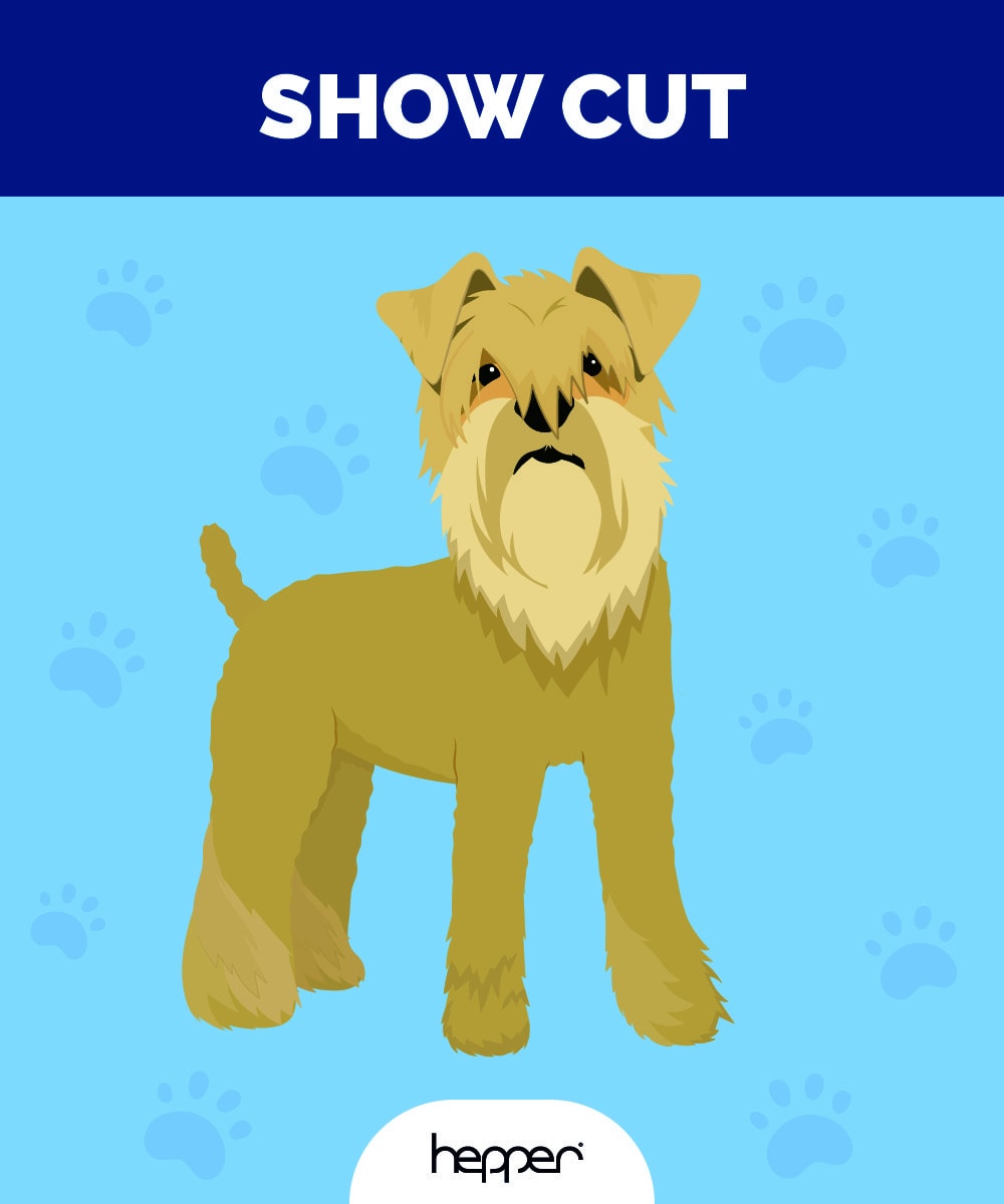 Hepper_Wheaten Terrier Haircut Illustrations_Show_Cut