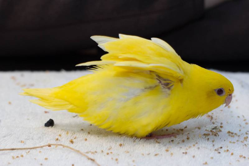 Lineolated Parakeet Lutino Parrot Yellow Bird