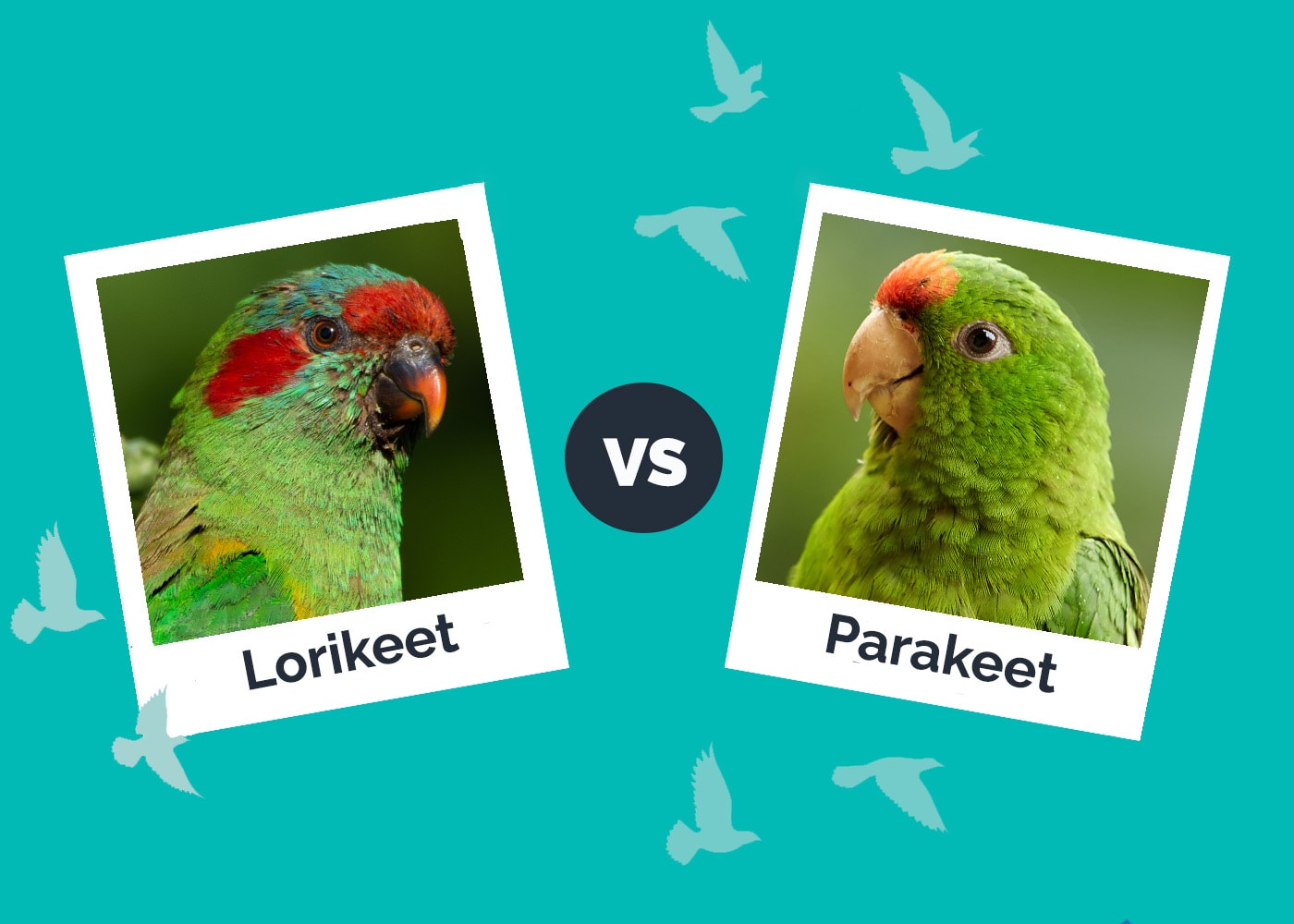 Lorikeet vs Parakeet