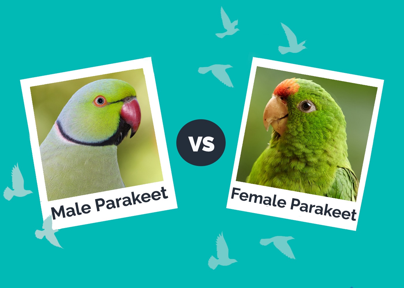 male-vs-female-parakeet-vet-reviewed-differences-hepper