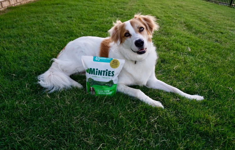 Minties vs Greenies Dental Dog Treats - val with minties treat bag