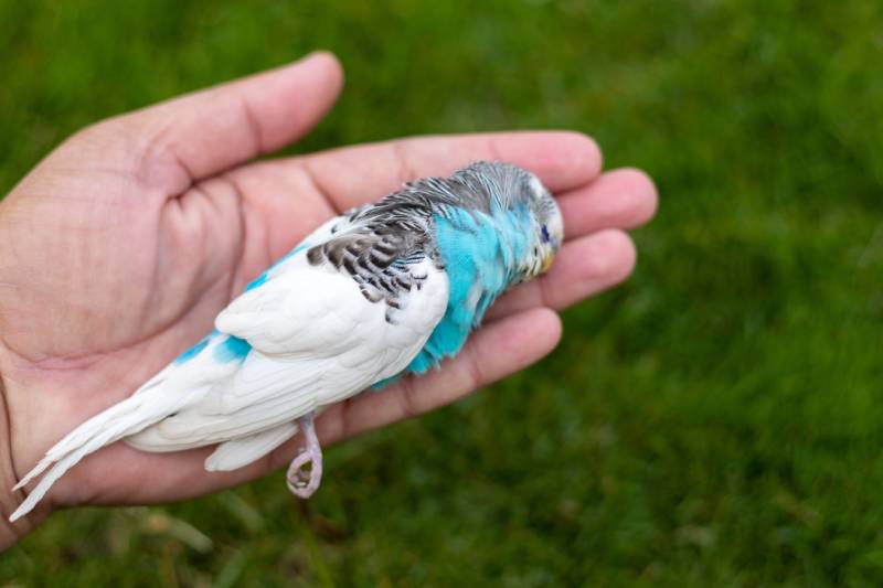 Owner or vet holding dead budgie parakeet in hand