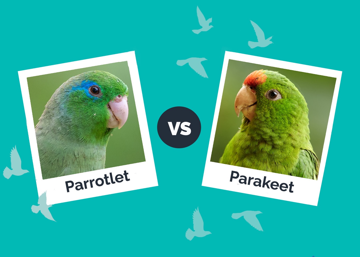 Parrotlet vs Parakeet