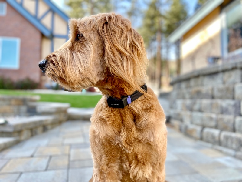 PetPace - micah wearing the smart collar outdoor