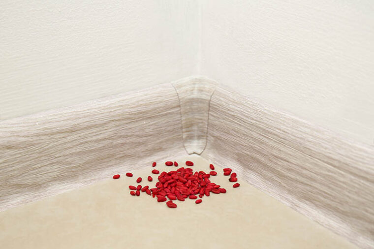 Will Rat Poison Kill My Cat? Vet Approved Safety Guide Hepper