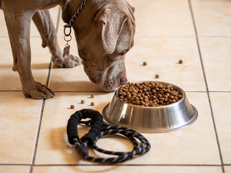 Pitbull dog eating healthy and nutritious kibble