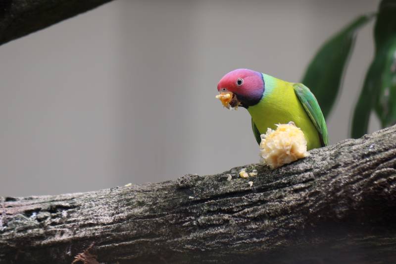 Plum-headed Parakeet eating