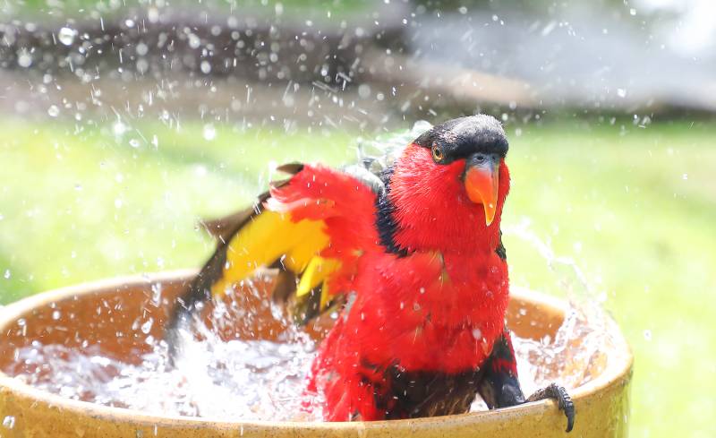 Red Black Colorful Parakeet bath water splash