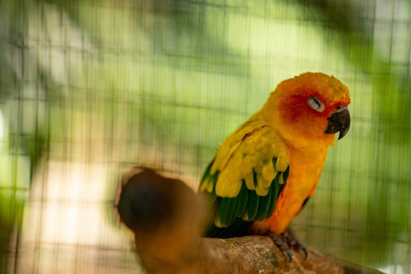 Small parakeet sleeping in a cage