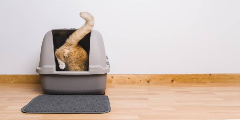 Tabby cat step inside a litter box to poops or pee